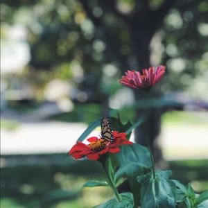 Meet your Posher, Ella